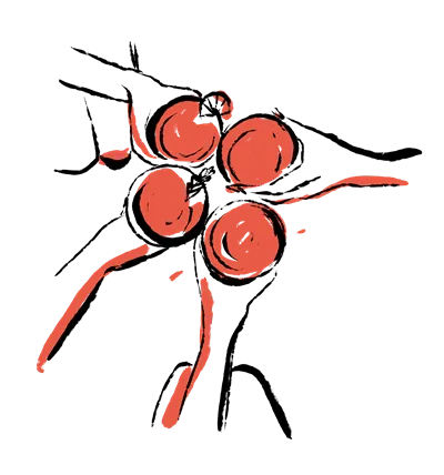 Desenho vermelho simples de um pequeno cluster de quatro uvas com duas hastes.