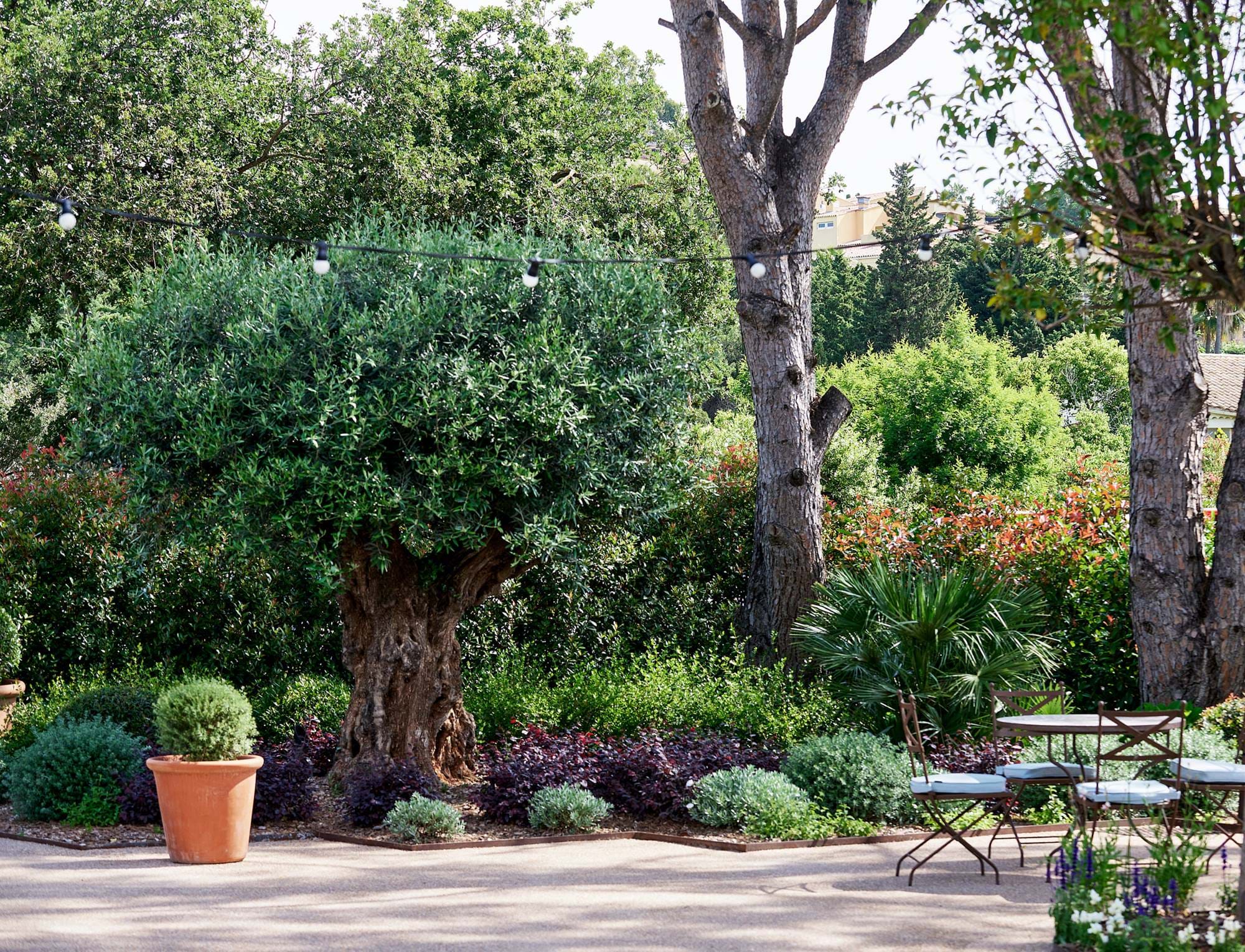 Jardim iluminado pelo sol com uma grande oliveira, arbustos aparados, um vaso de plantas, luzes de corda e assentos ao ar livre com cadeiras e uma mesa.