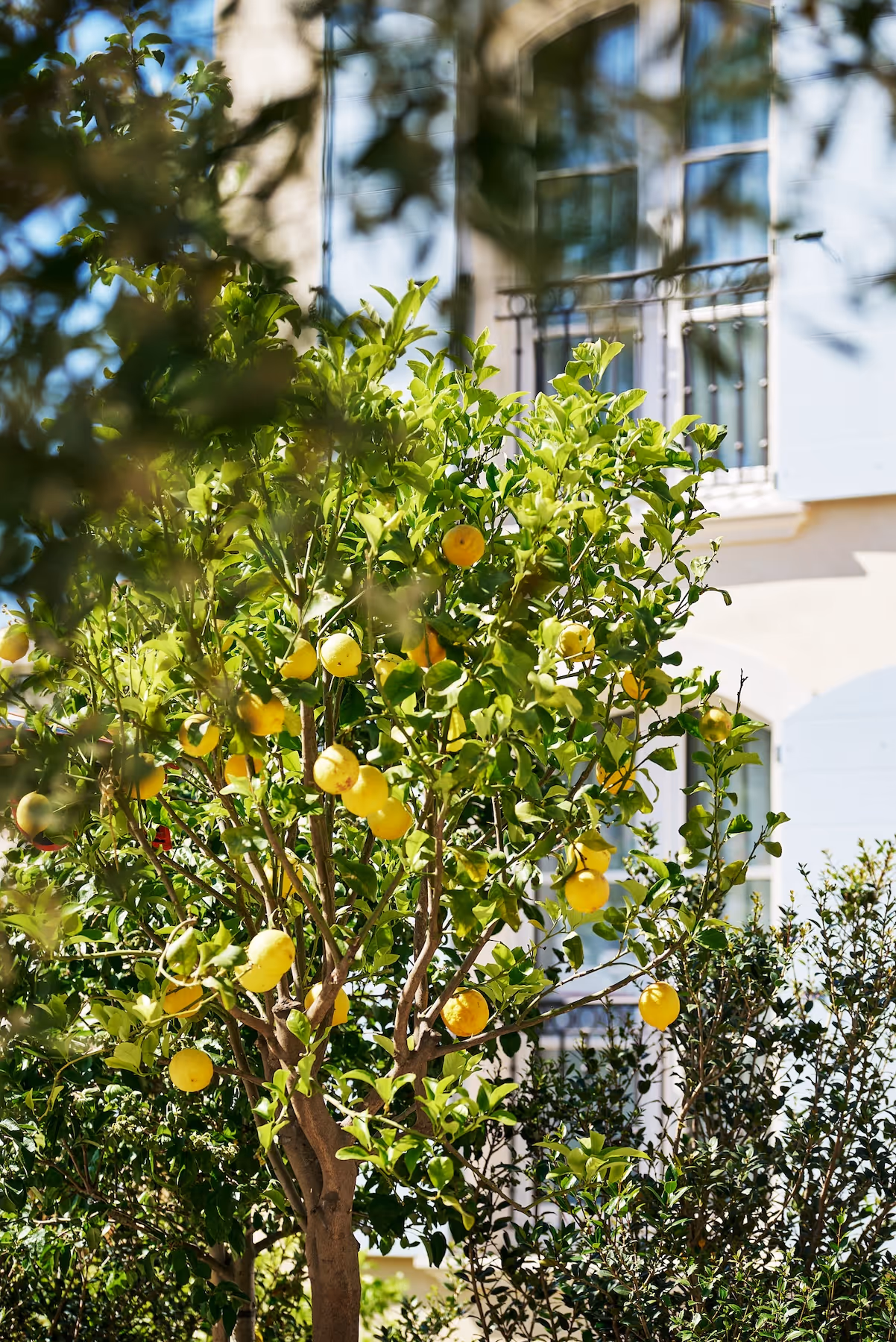 Limoeiro exuberante repleto de frutos amarelos maduros em frente às persianas azuis pastel do hotel AREV em Saint-Tropez.