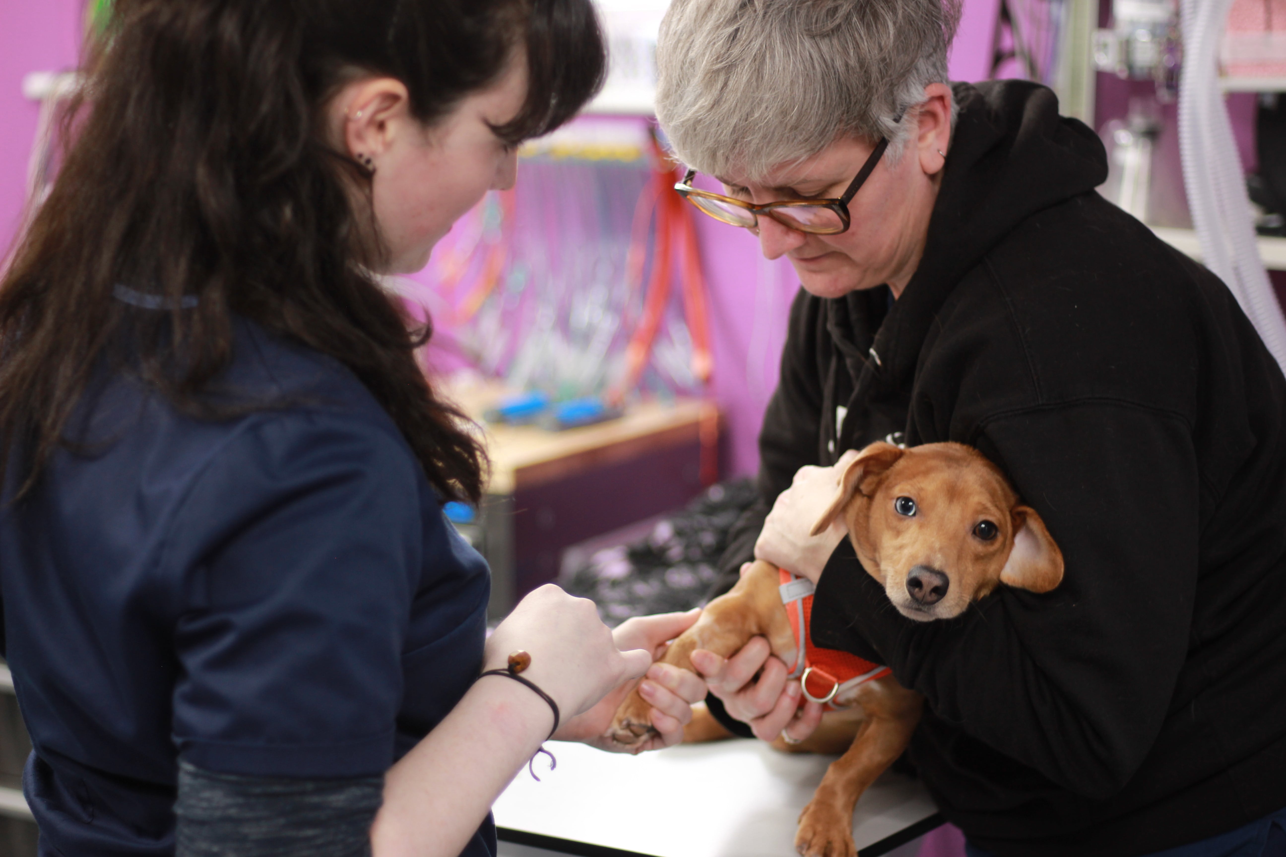 image of dental care for pets in action (for a veterinary clinic)