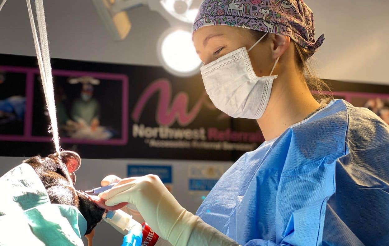 image of a veterinarian examining a dog