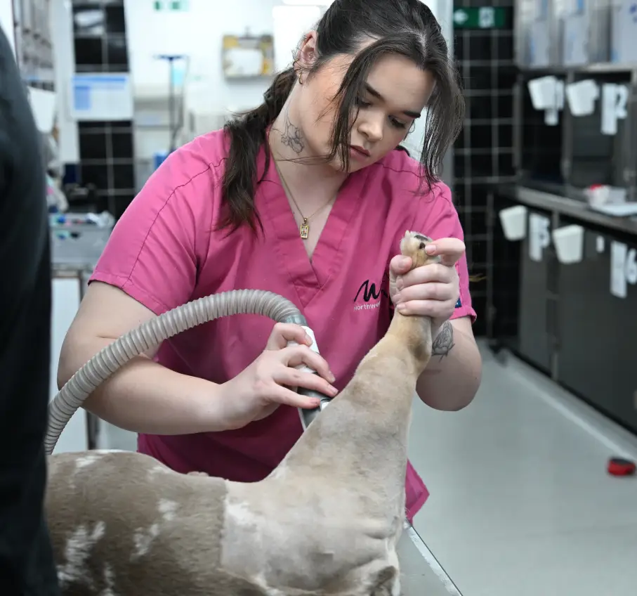 image of a veterinarian examining a dog