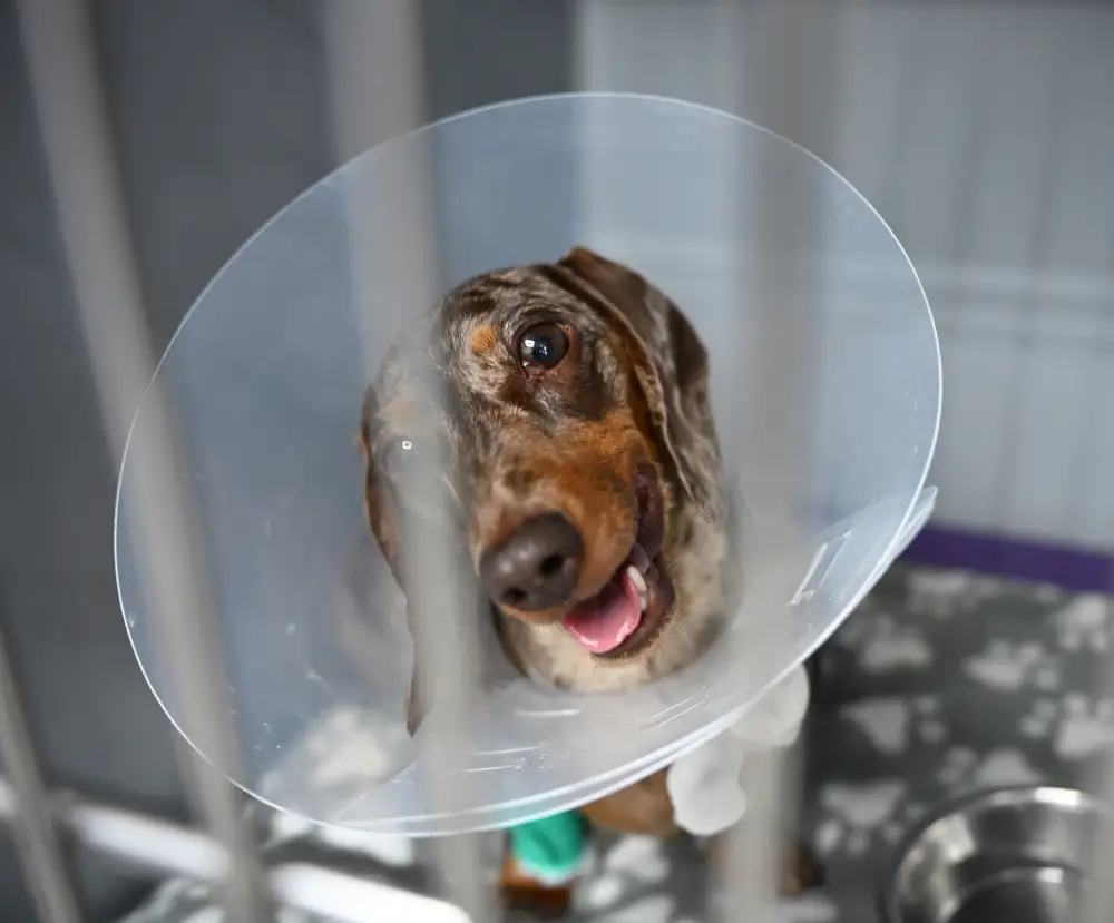 image of a veterinarian examining a dog