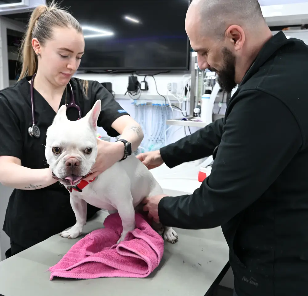 image of a veterinarian examining a dog