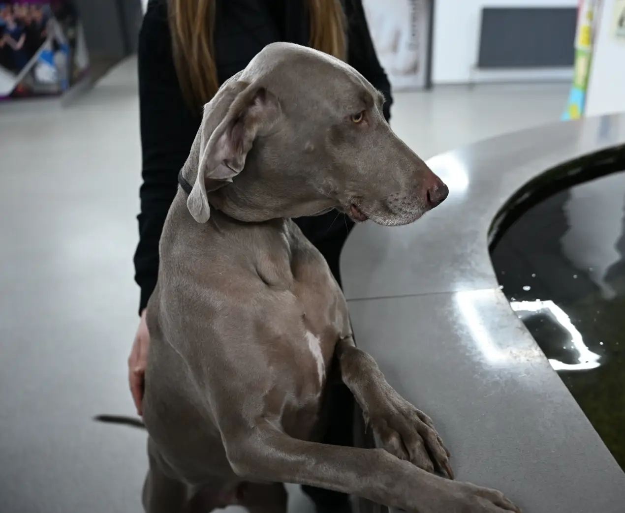 image of a veterinarian examining a dog