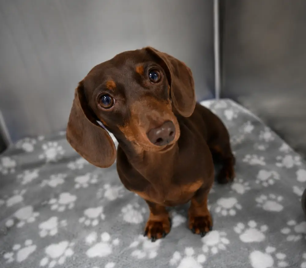 Curious brown dachshund sitting on a gray paw-print blanket looking up.