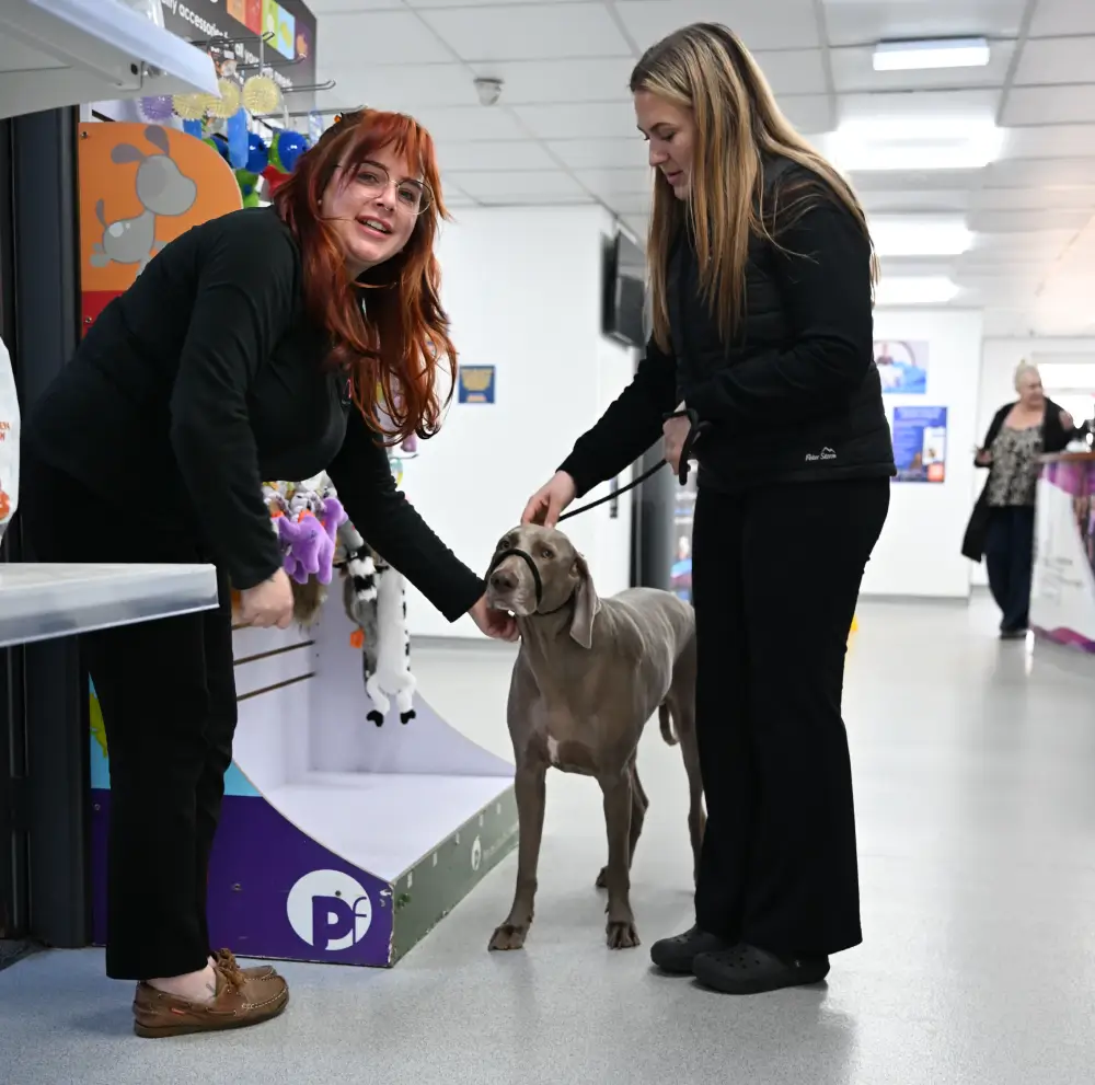 image of a veterinarian examining a dog