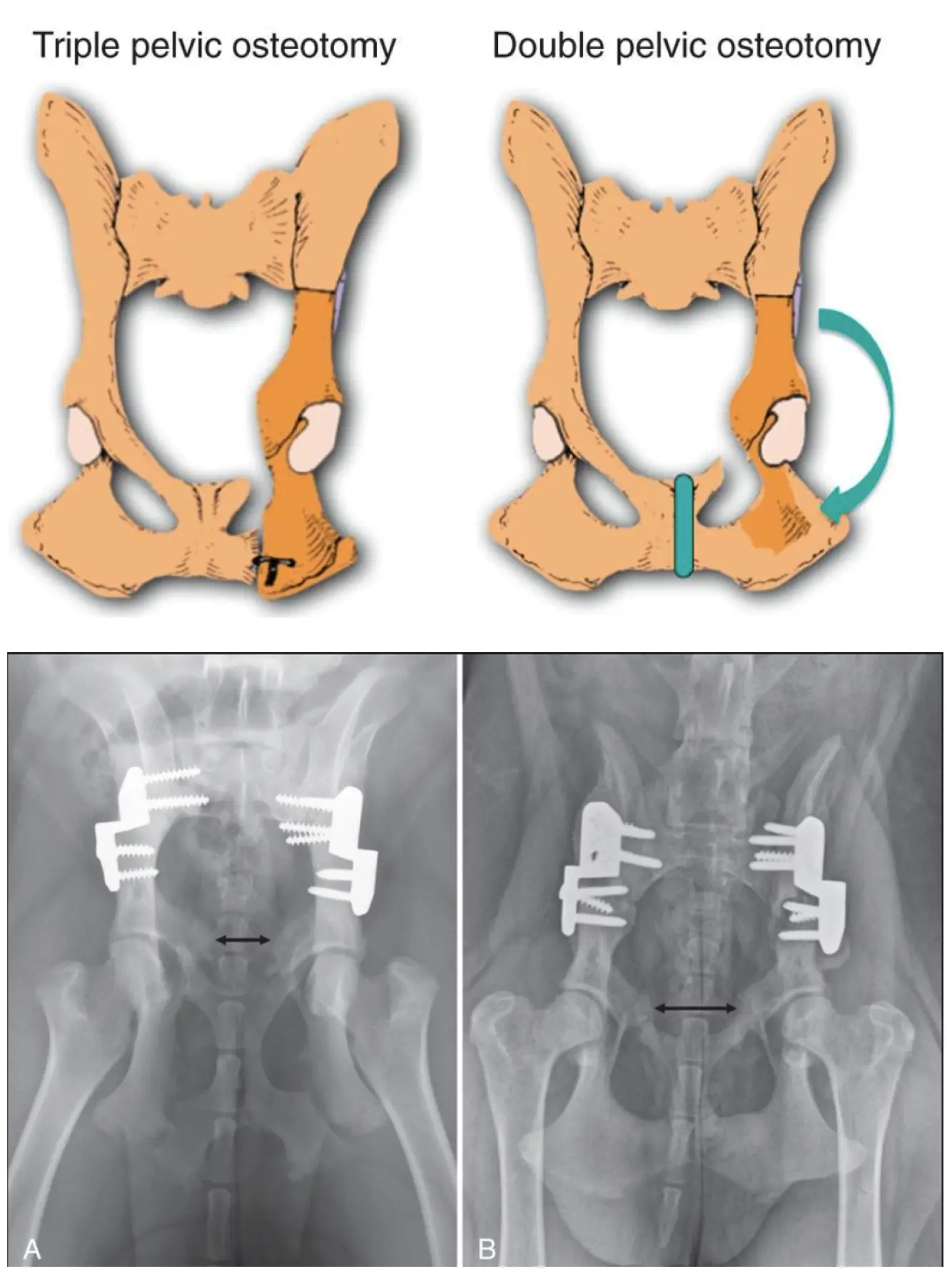 image of a veterinarian examining a dog