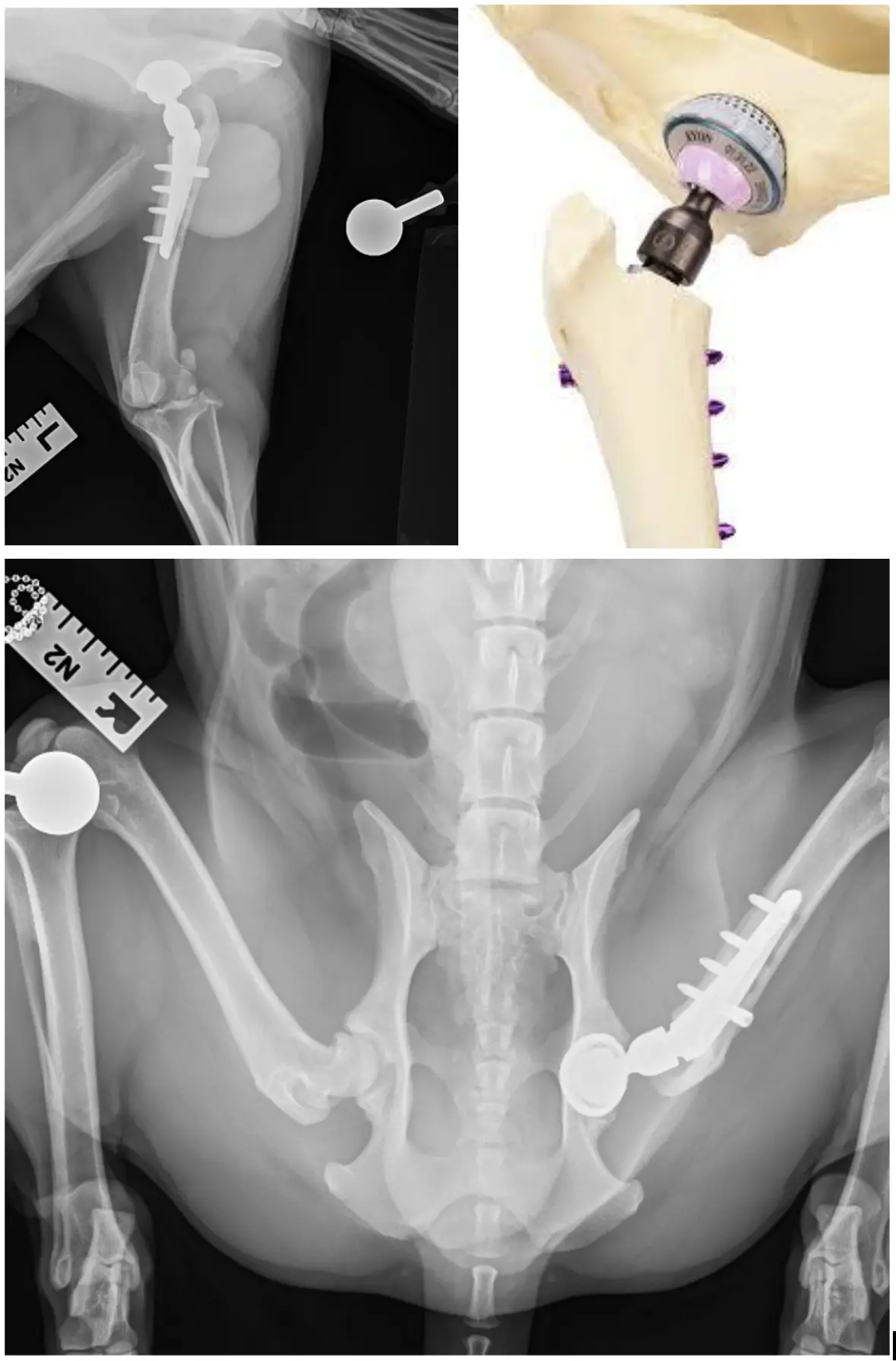image of a veterinarian examining a dog