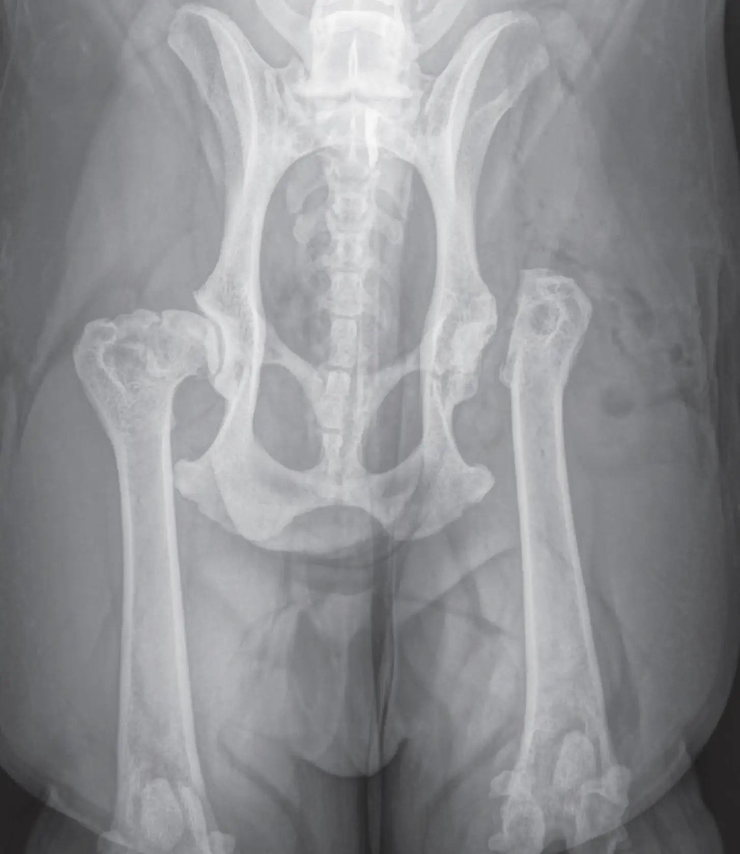 image of a veterinarian examining a dog