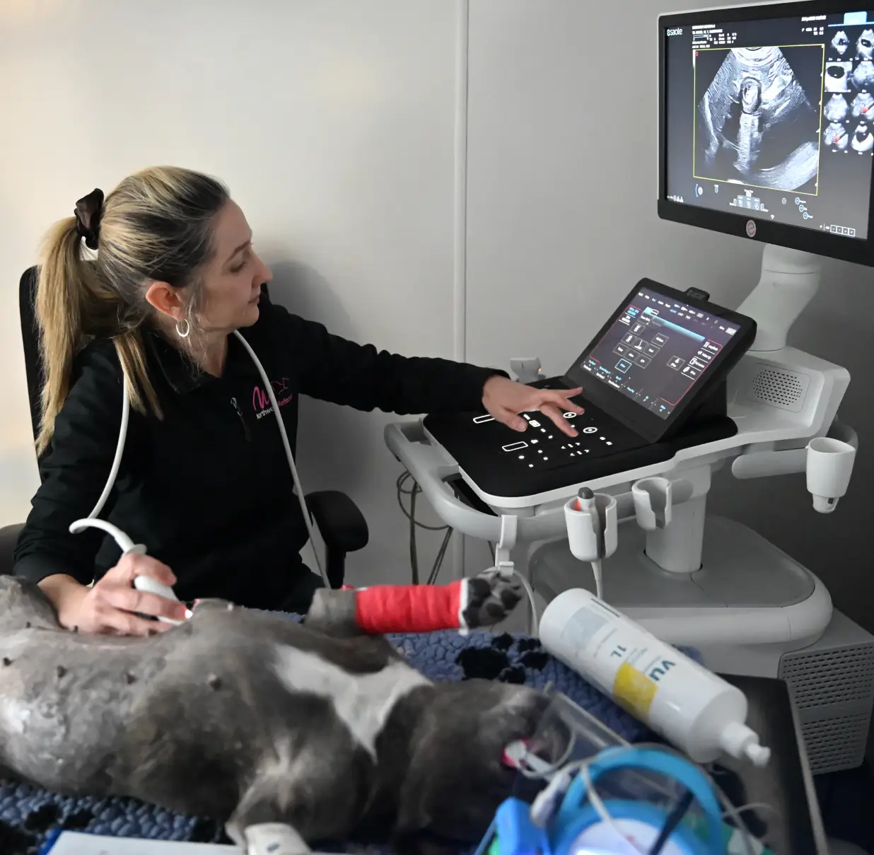 image of a veterinarian examining a dog