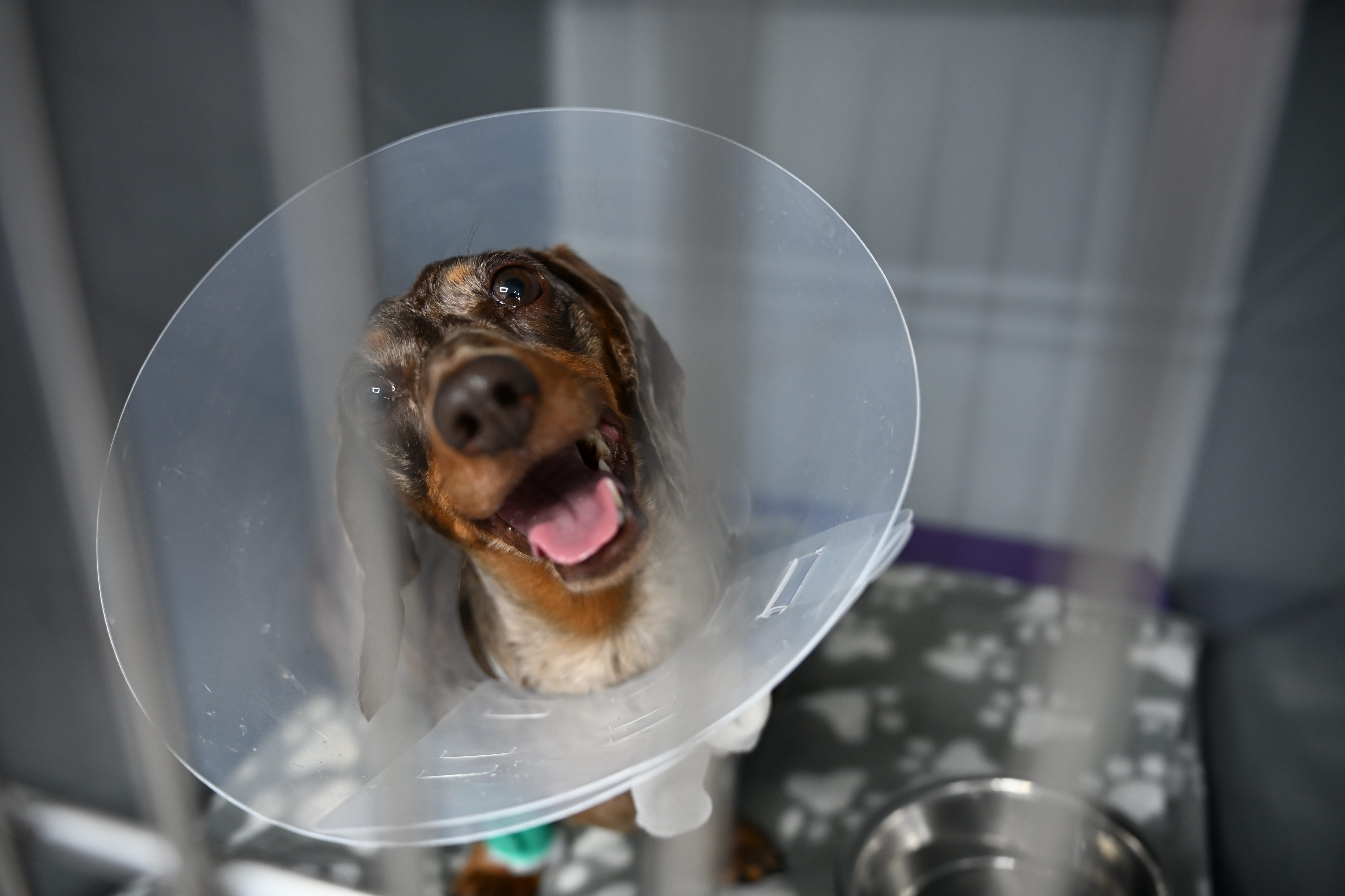 image of a veterinarian examining a dog