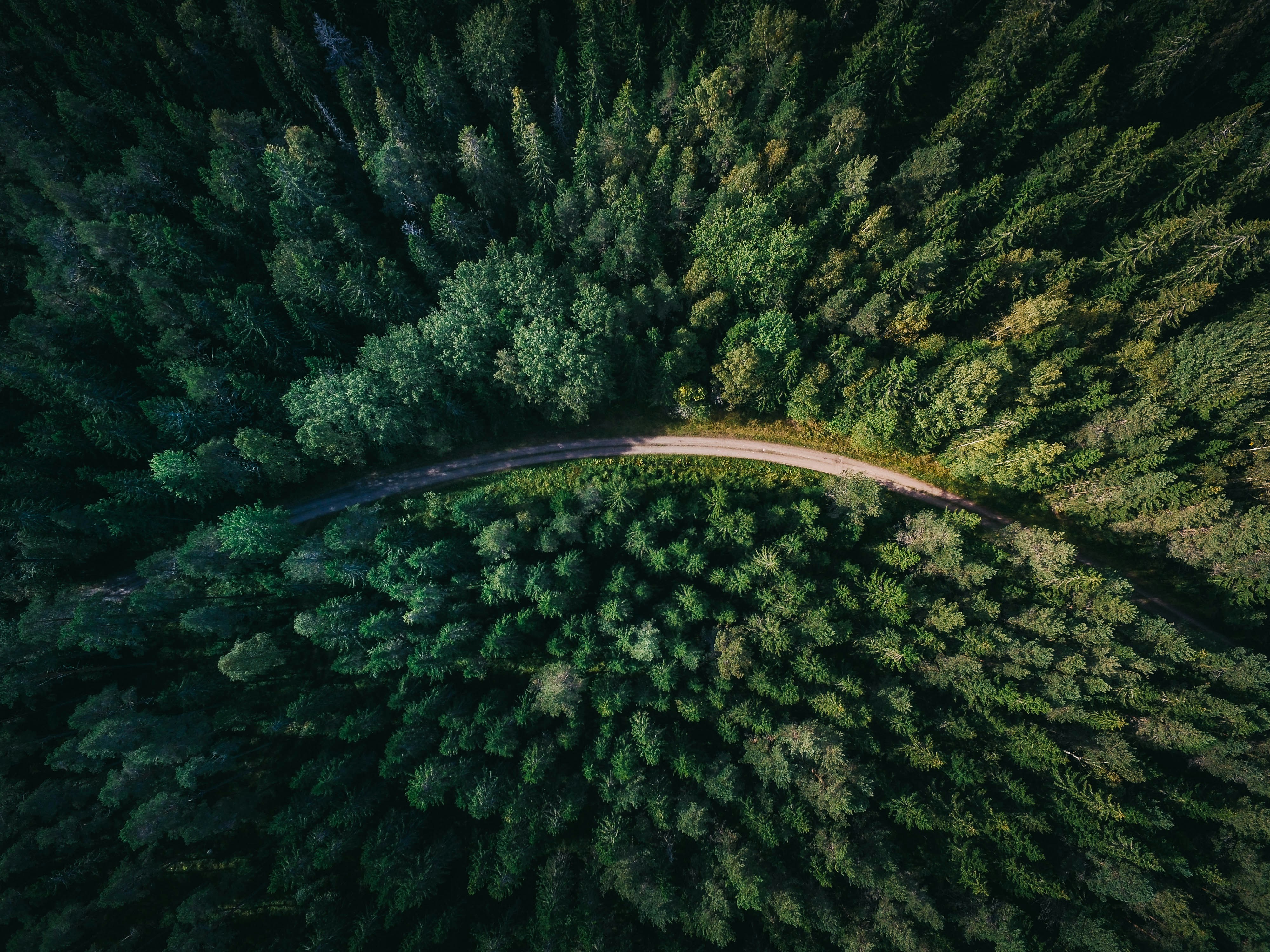 Swedish forest