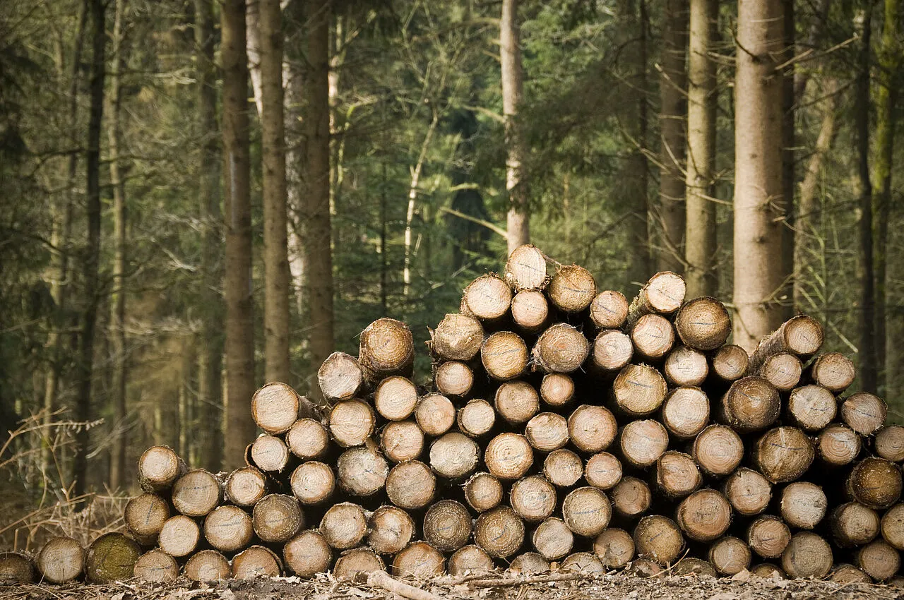 Aufgestapelte Baumstämme liegen am Waldboden, umgeben von hohen Nadelbäumen im Wald.