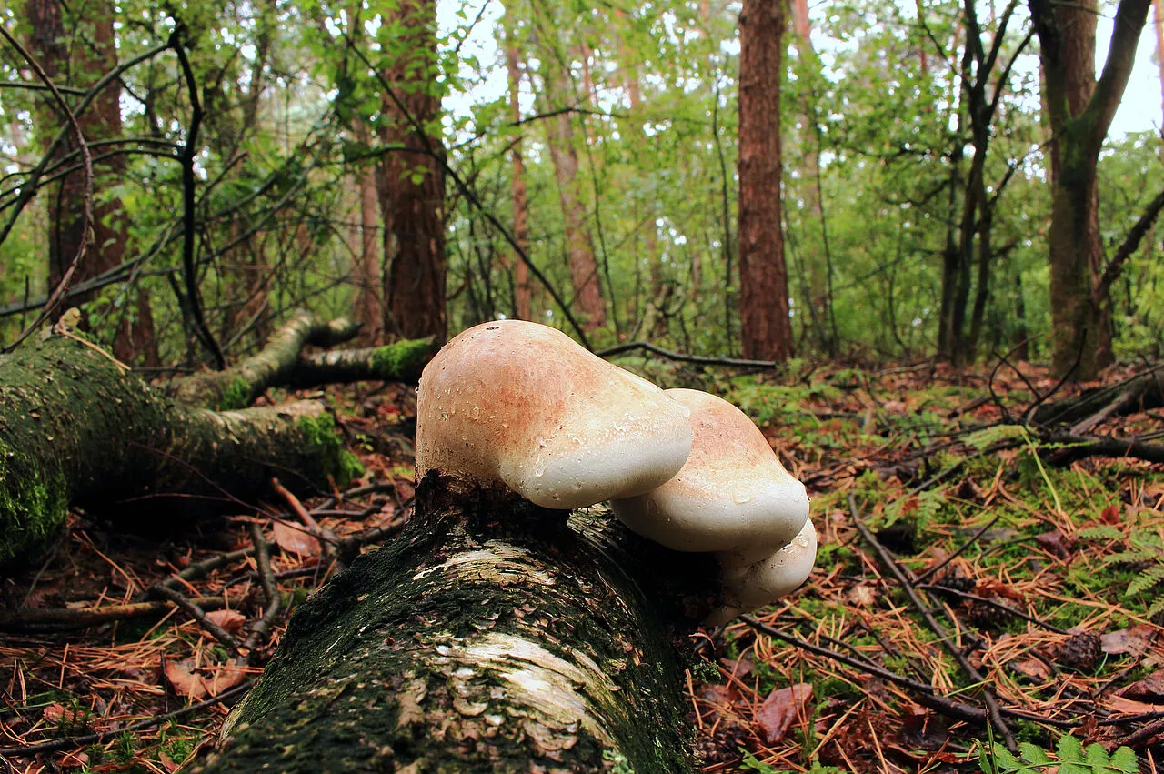Zwei braune Pilze wachsen auf einem umgefallenen Baumstamm im Wald mit grünem Moos.