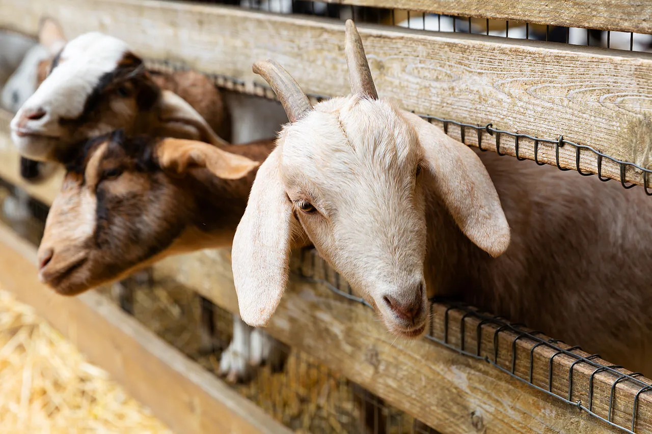 Drei Ziegen stecken ihre Köpfe durch die Holzlatten eines Zauns in einem Stall.