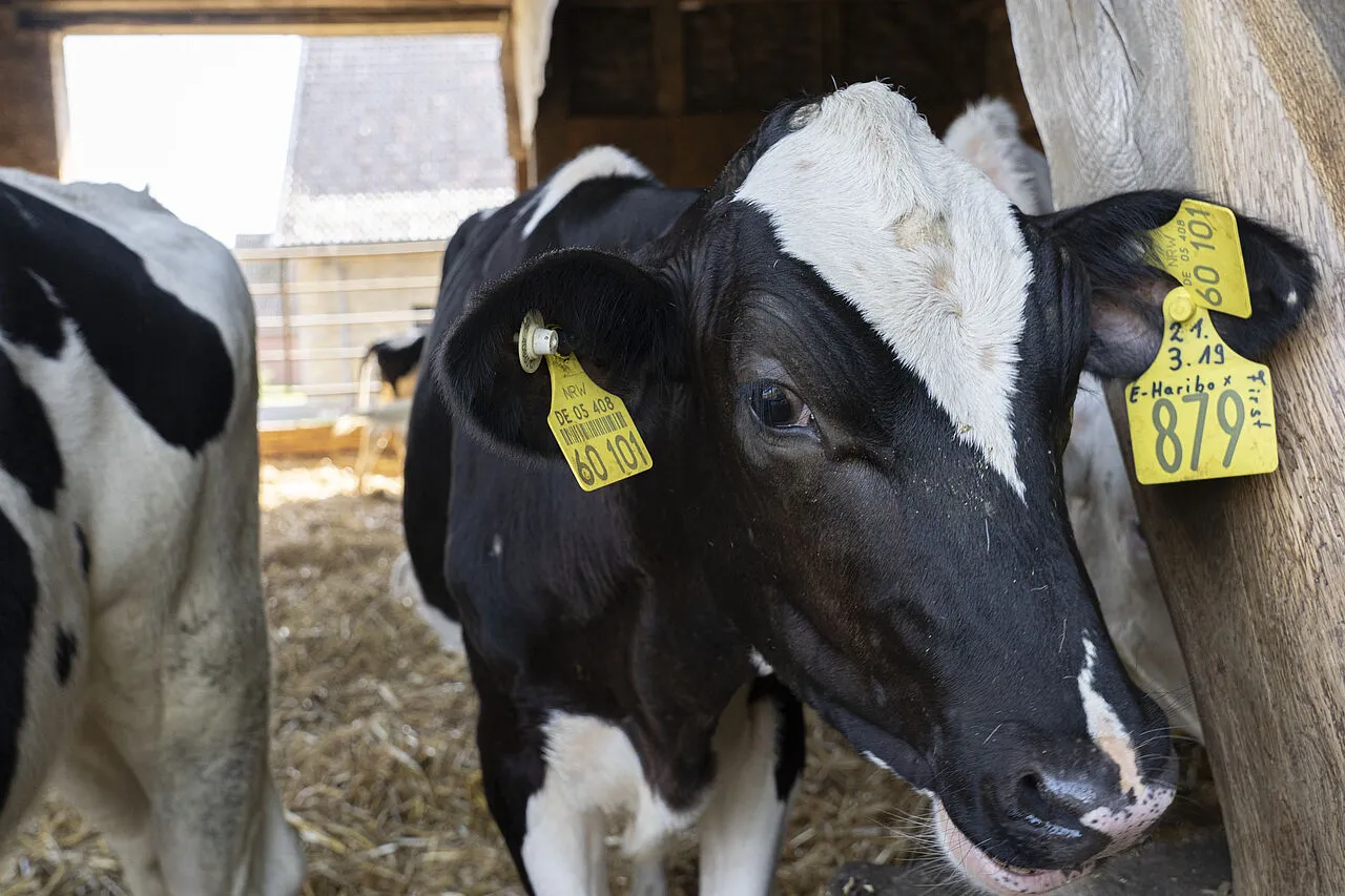 Nahaufnahme einer schwarz-weißen Kuh mit gelben Ohrmarken in einem Stall mit Stroh.