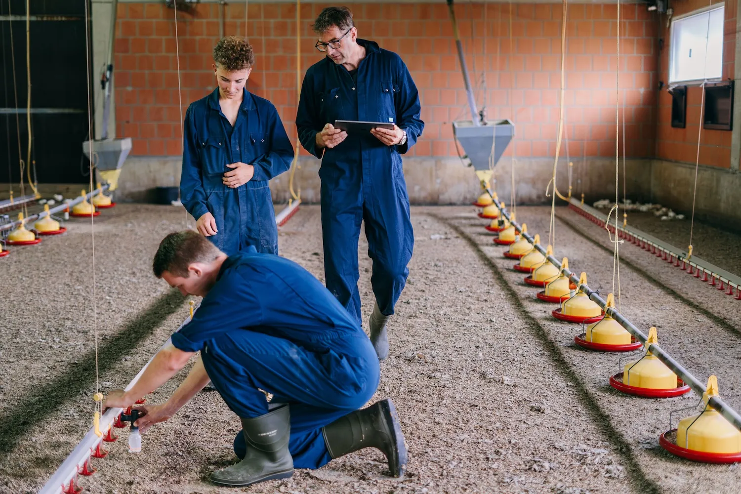 Drei Männer in blauen Overalls prüfen Futterspender in einem Hühnerstall.