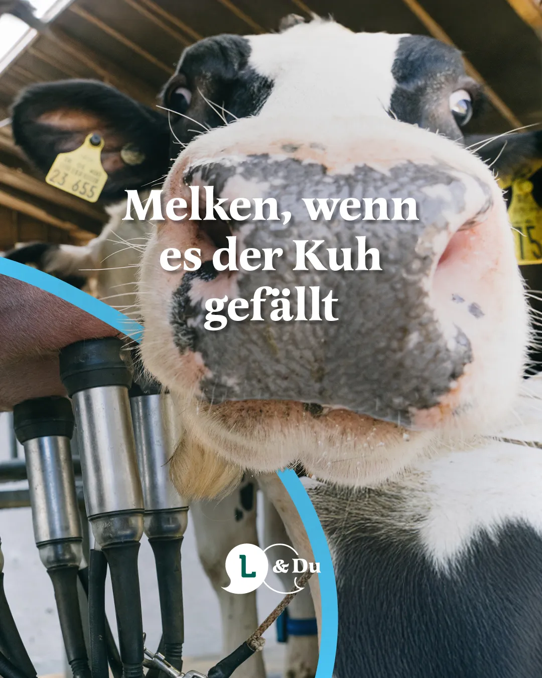 Nahaufnahme einer schwarz-weißen Kuh mit Melkmaschine in einem Stall.