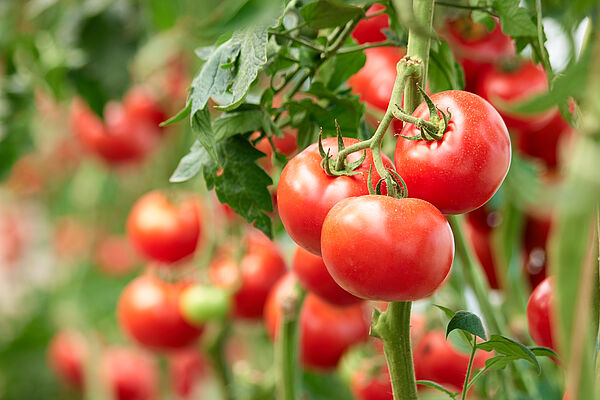 Rote Tomaten hängen an grünen Stängeln an einer Pflanze in einem Garten.