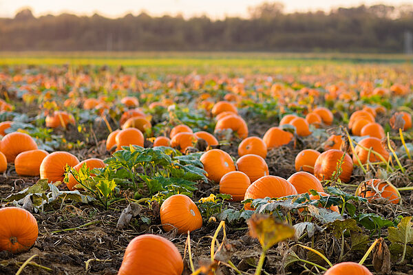 Kürbisfeld mit vielen orangen Kürbissen bei Sonnenuntergang in ländlicher Umgebung.