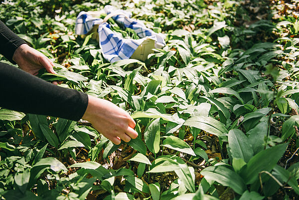 Person erntet frische Bärlauchblätter in einem grünen Wald mit blau-weißem Tuch.