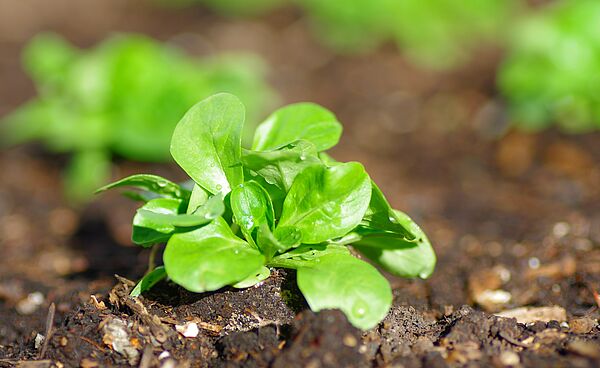 Junge grüne Pflanze wächst aus dunkler Erde im Garten.