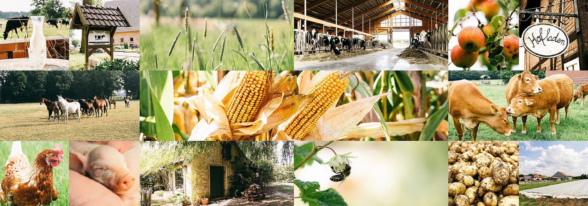 Collage mit landwirtschaftlichen Motiven: Kühe, Hühner, Schwein, Äpfel, Mais, Kartoffeln und Bauernhof.