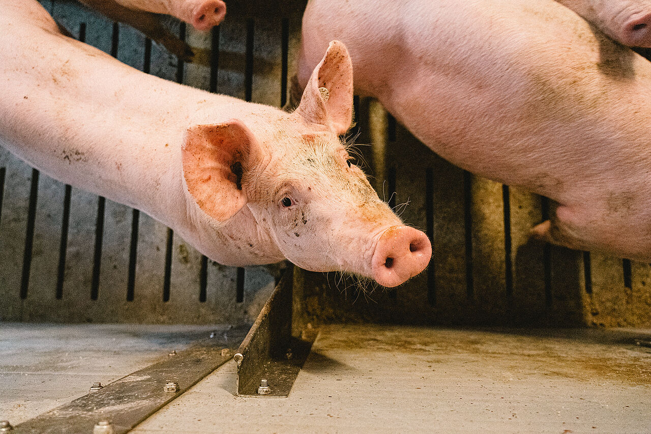 Schwein blickt in einem Stall mit Gitterboden nach oben.
