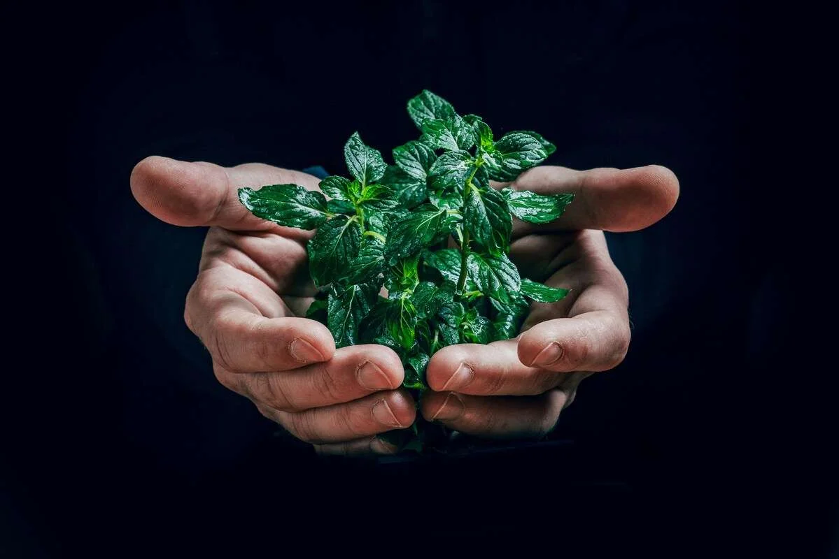 image d'une plante dans les mains d'un homme pour représenter la greentech et l'agriculture