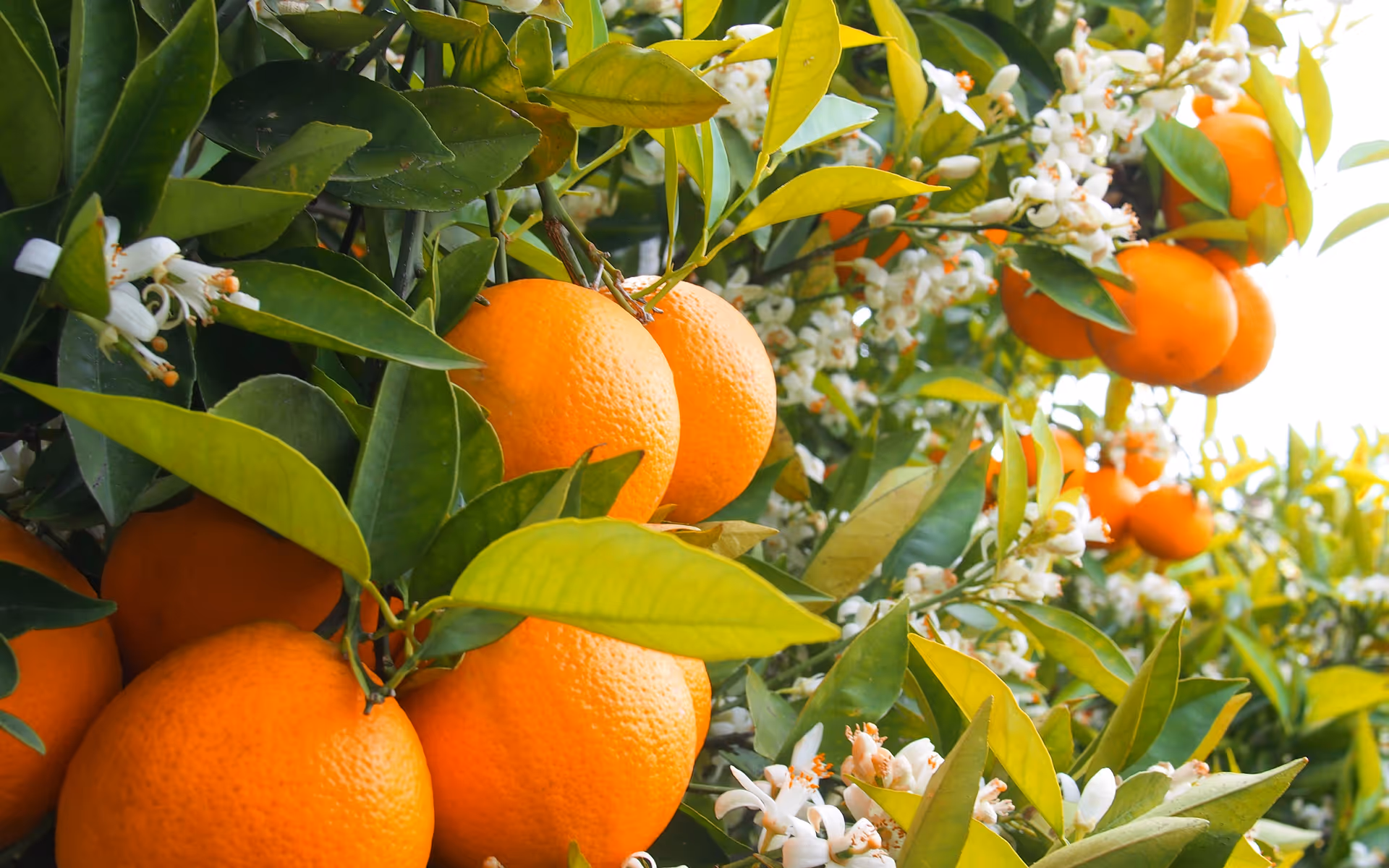 d-Limonène dans les écorces d'oranges