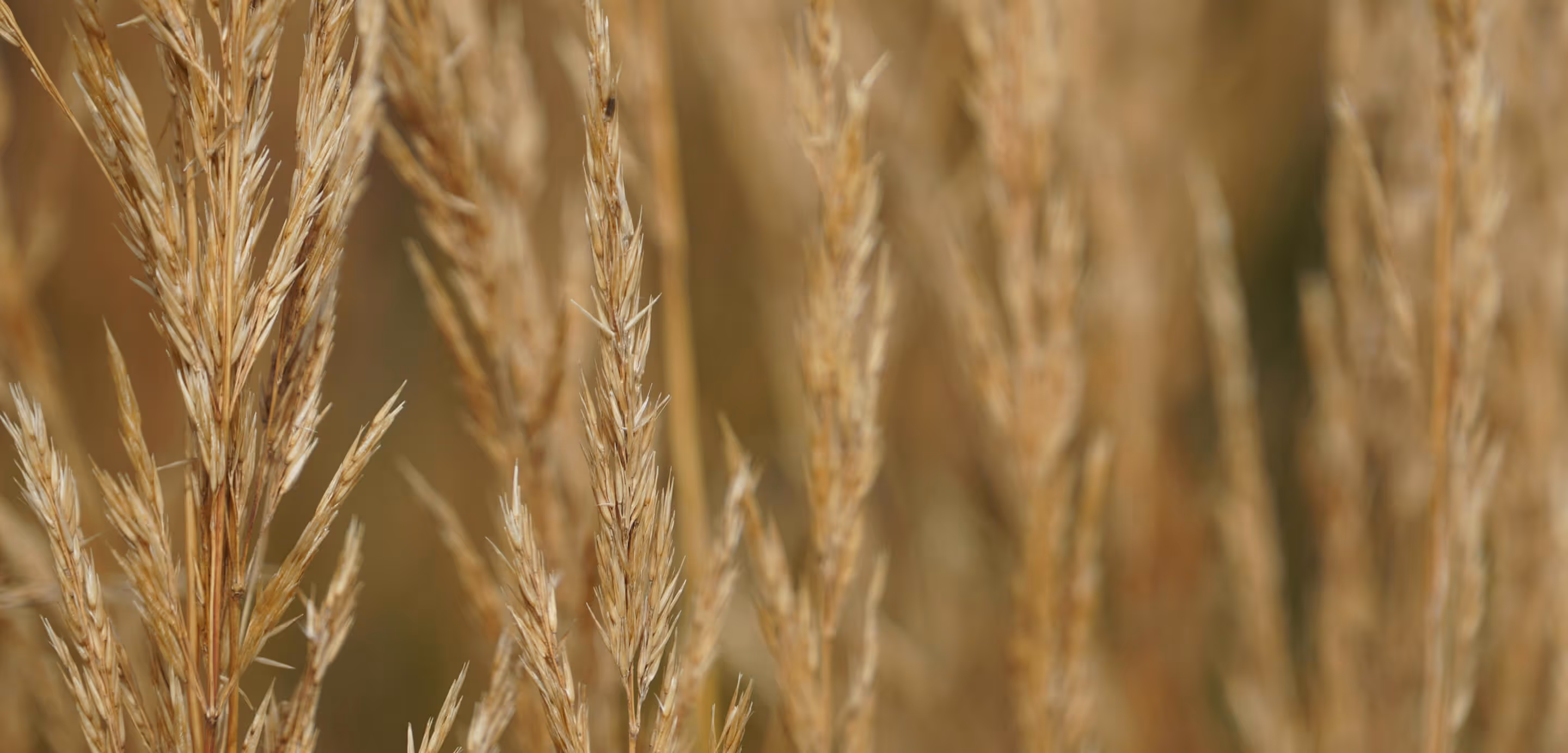 Plans de blé doré flous avec un arrière-plan naturel. - Hôtel Madison
