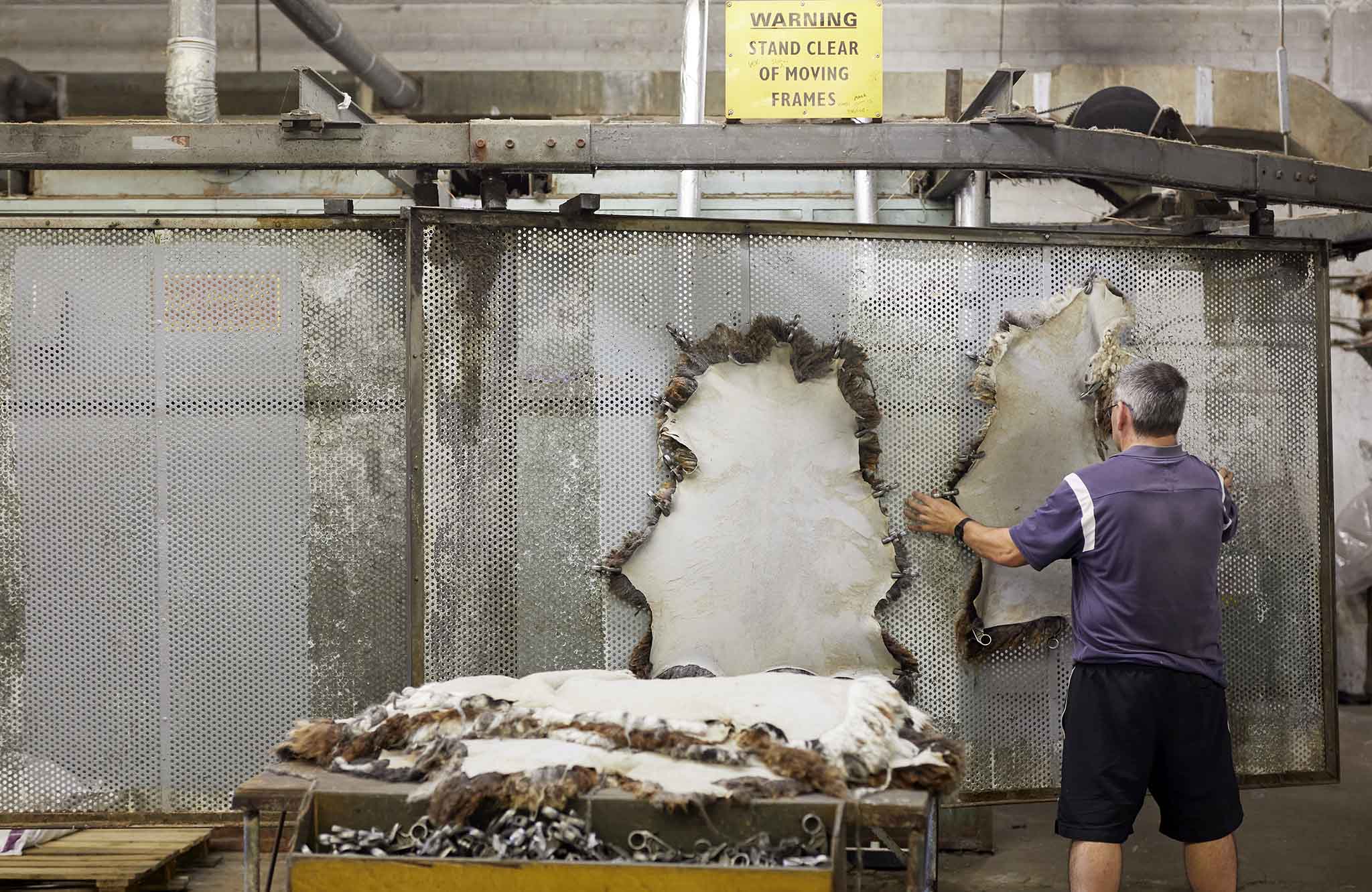 man working with sheepskins on wall of factory devonia