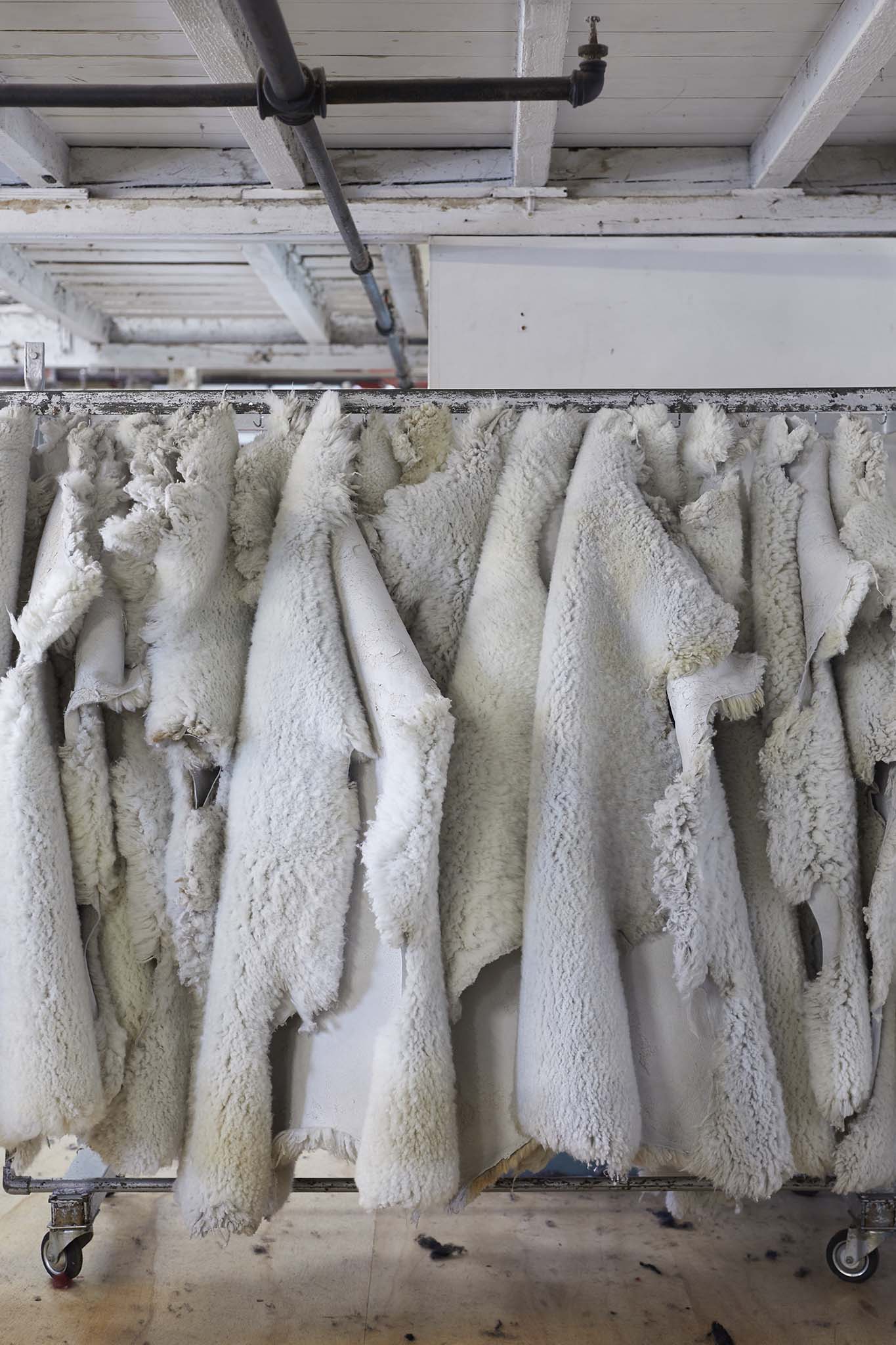 multiple hanging sheepskins on a rail devonia