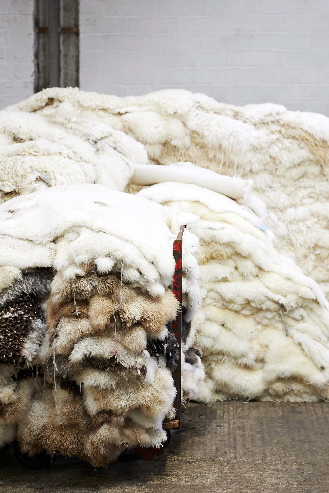 large pile of sheepskins devonia