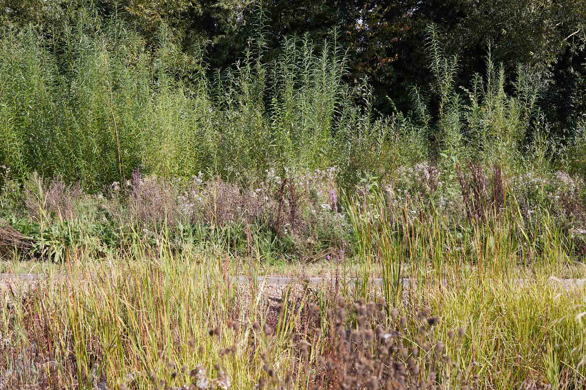 Rapture and Wright gardens outside of factory green tall grasses
