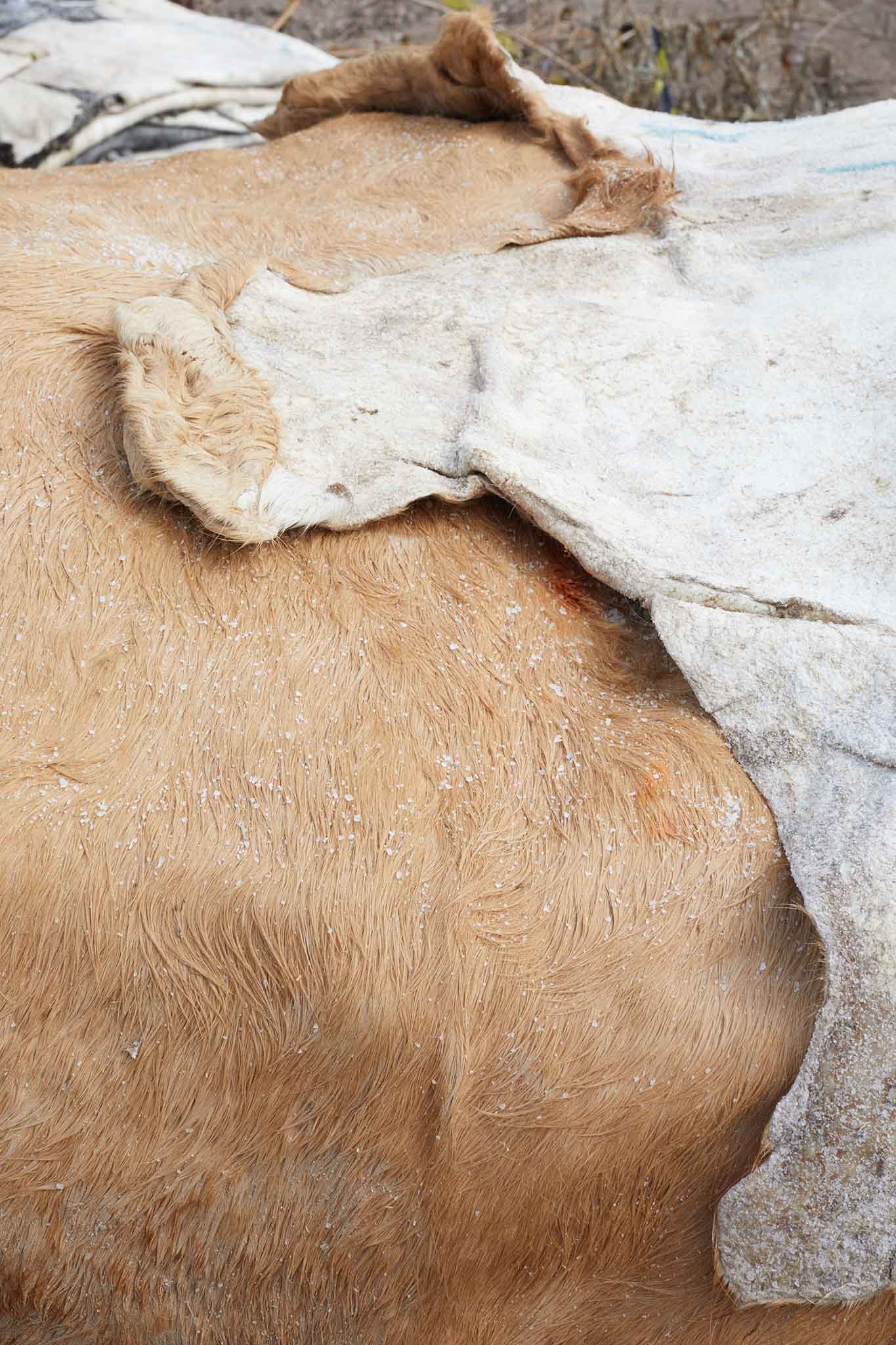 Thomas Ware and Sons close up of hides layered an laying flat