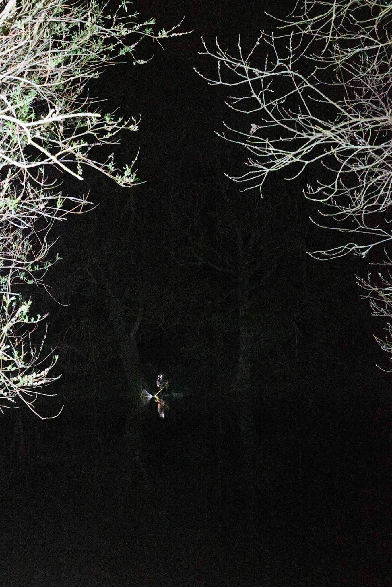 uk glass eels night time dark silouhette illuminated trees