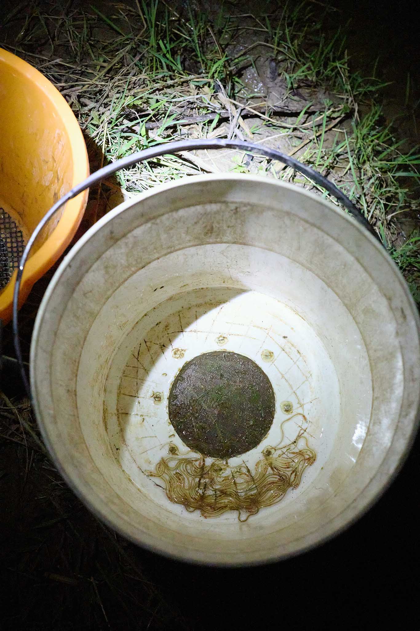 uk glass eels night time white bucket eels illuminated 