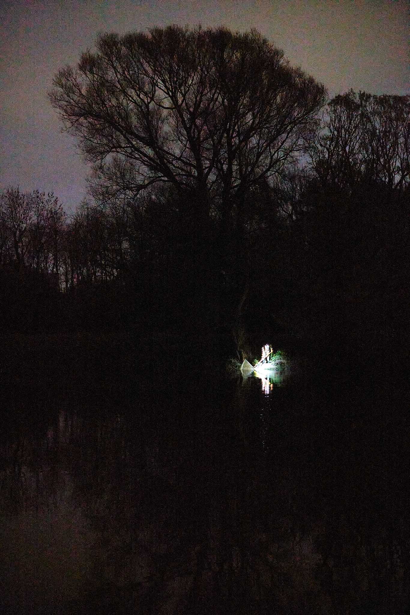 UK glass eels night time silhouette of trees at night