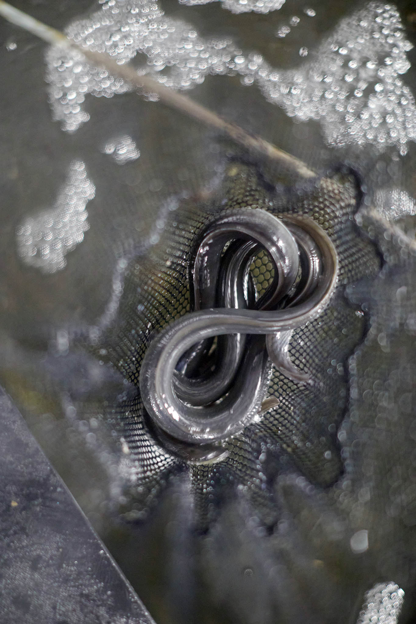 uk glass eels close up of large eel in water