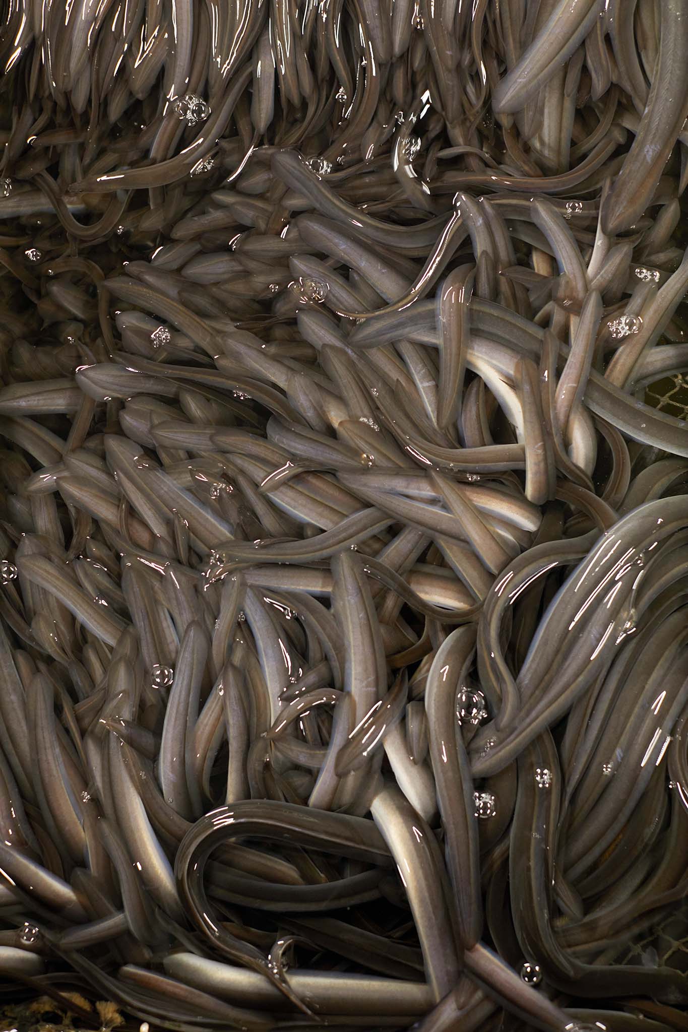 uk glass eels close up of large container of eels