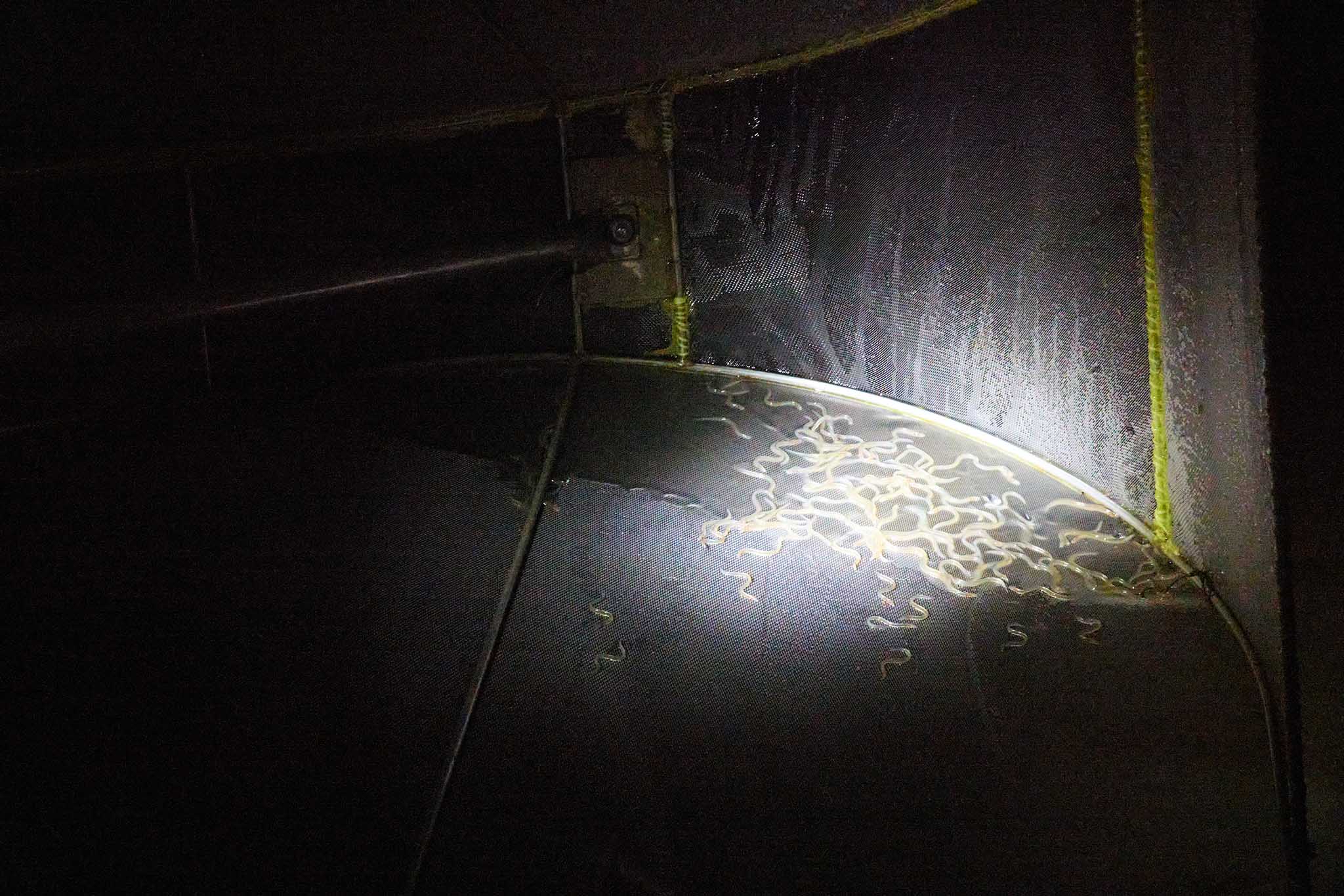 uk glass eels night time 