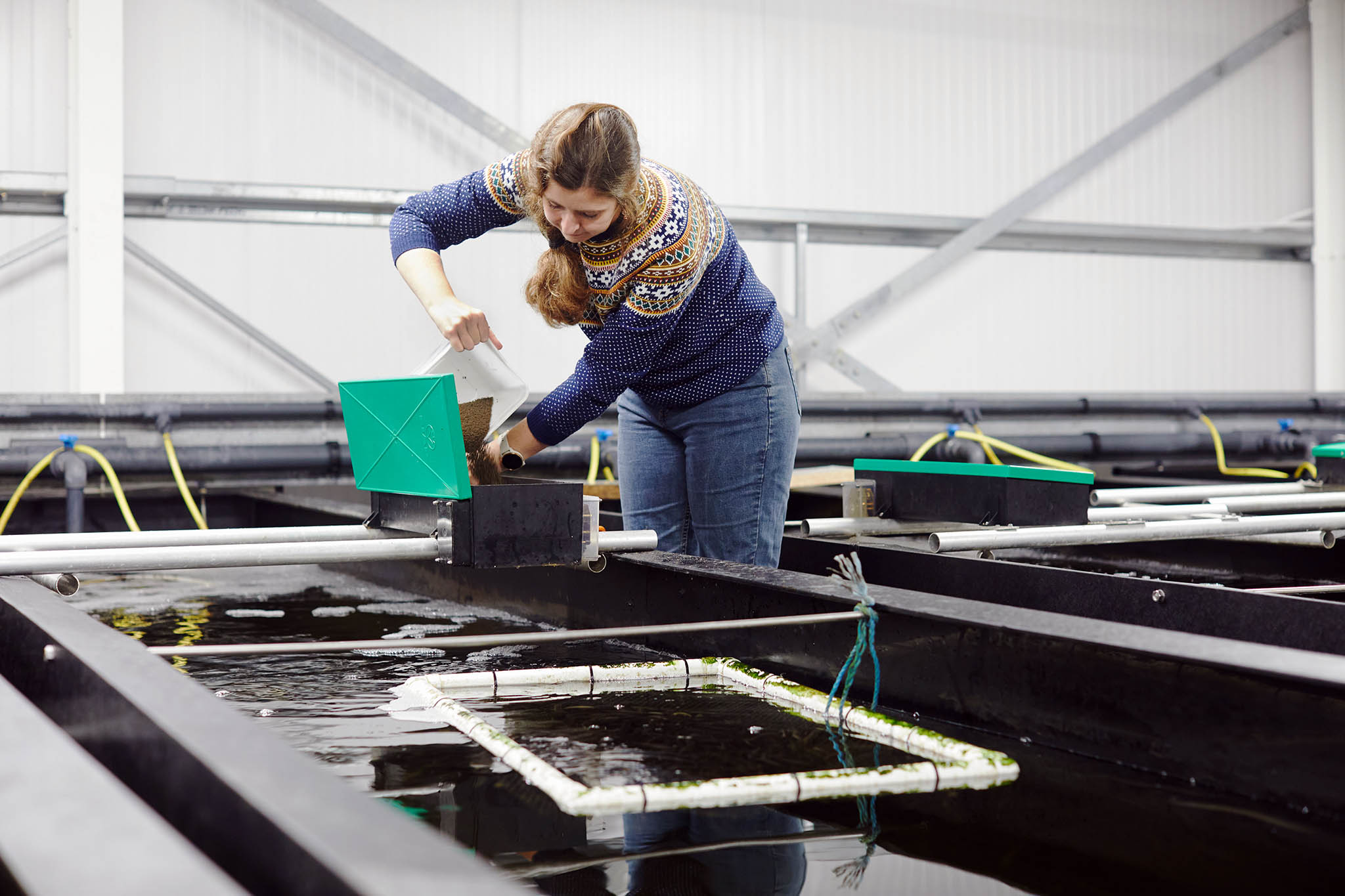 uk glass eels woman transferring eels into containers 