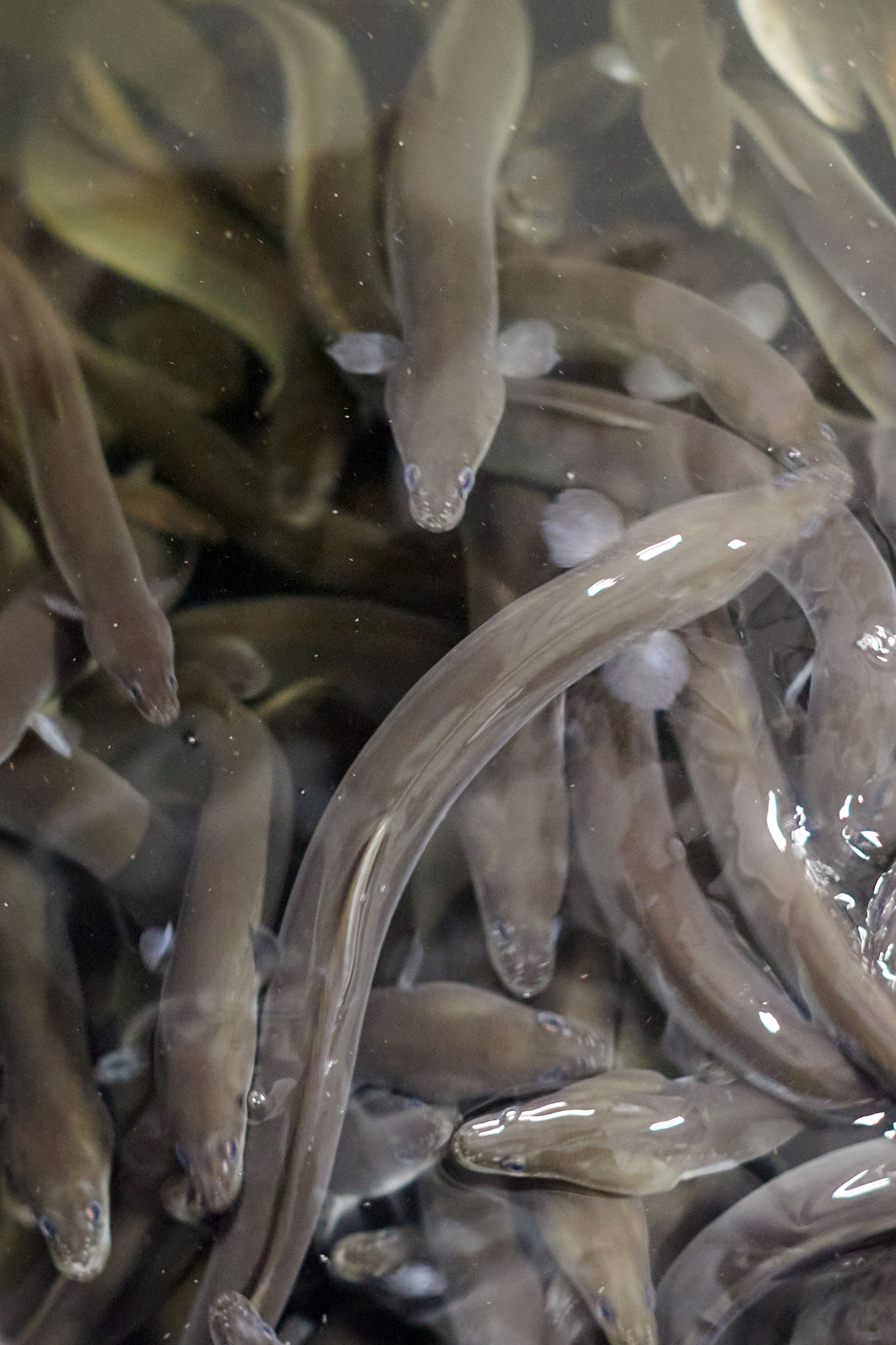 uk glass eels close up of grey eels in water
