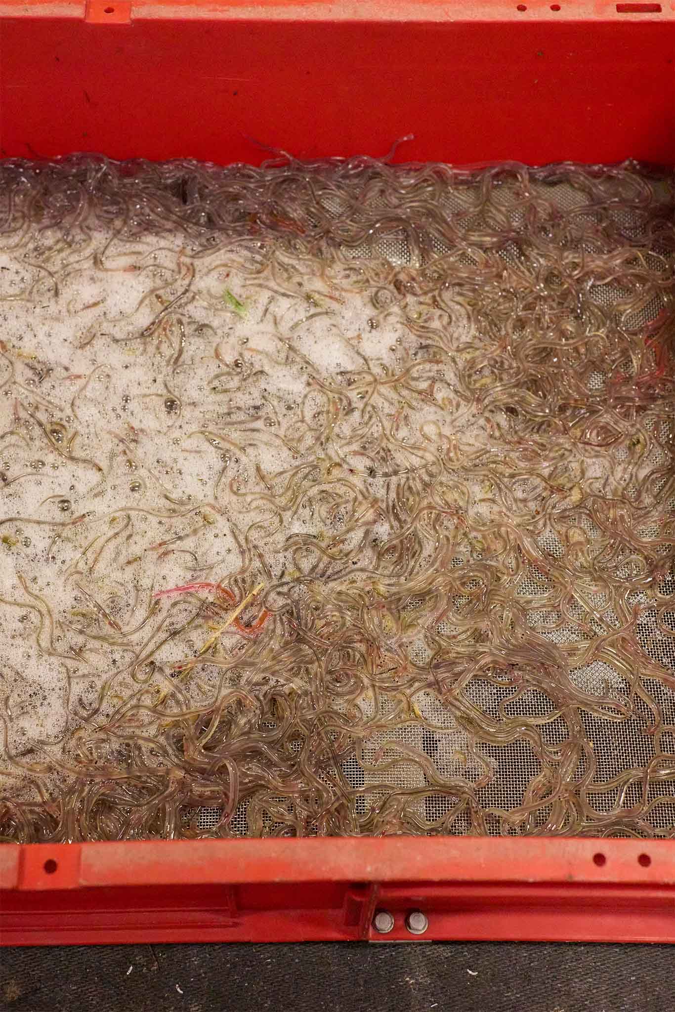 uk glass eels orange tray of eels