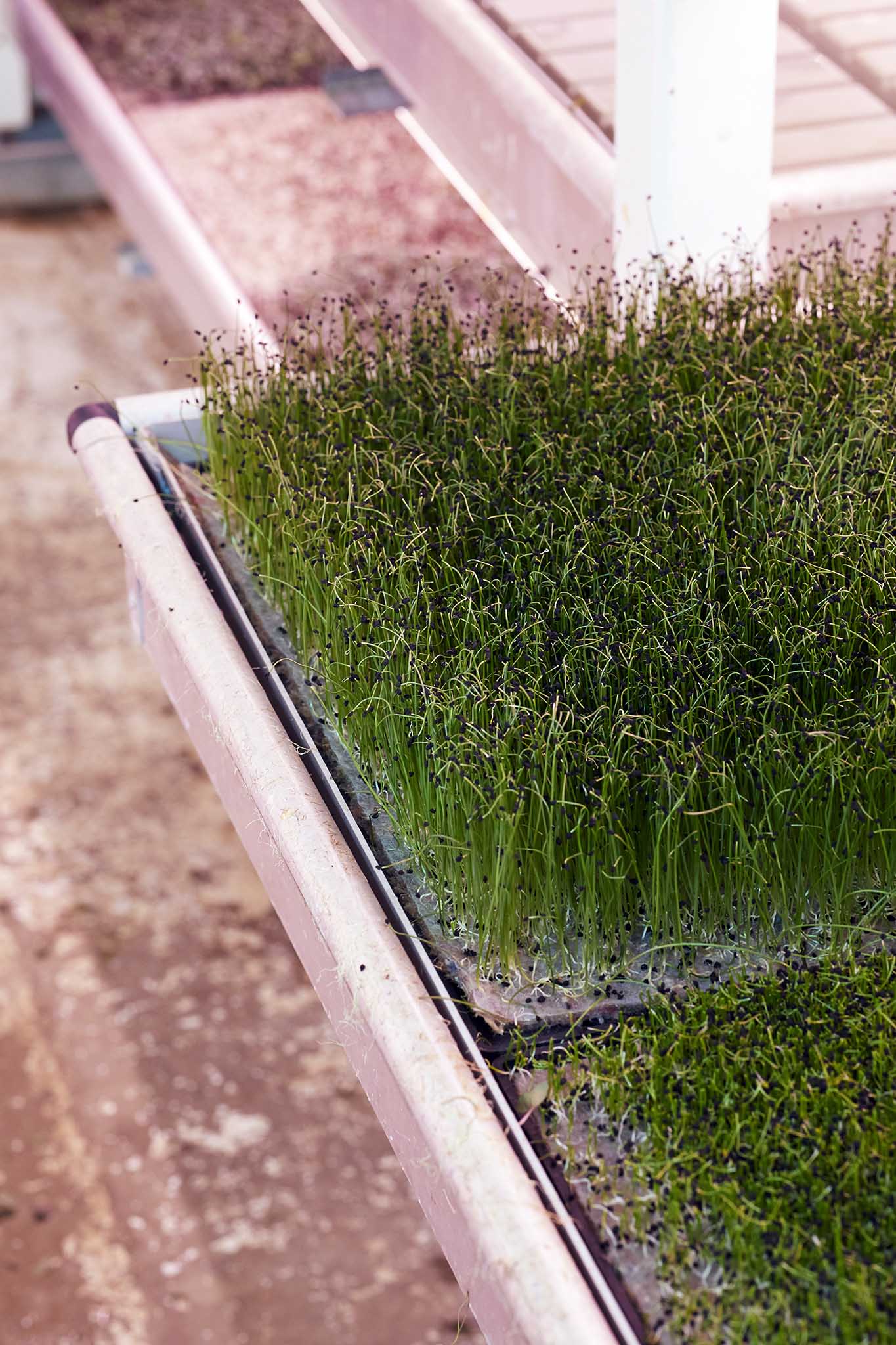 Growing Underground trays of bright green plants shoots sprouts