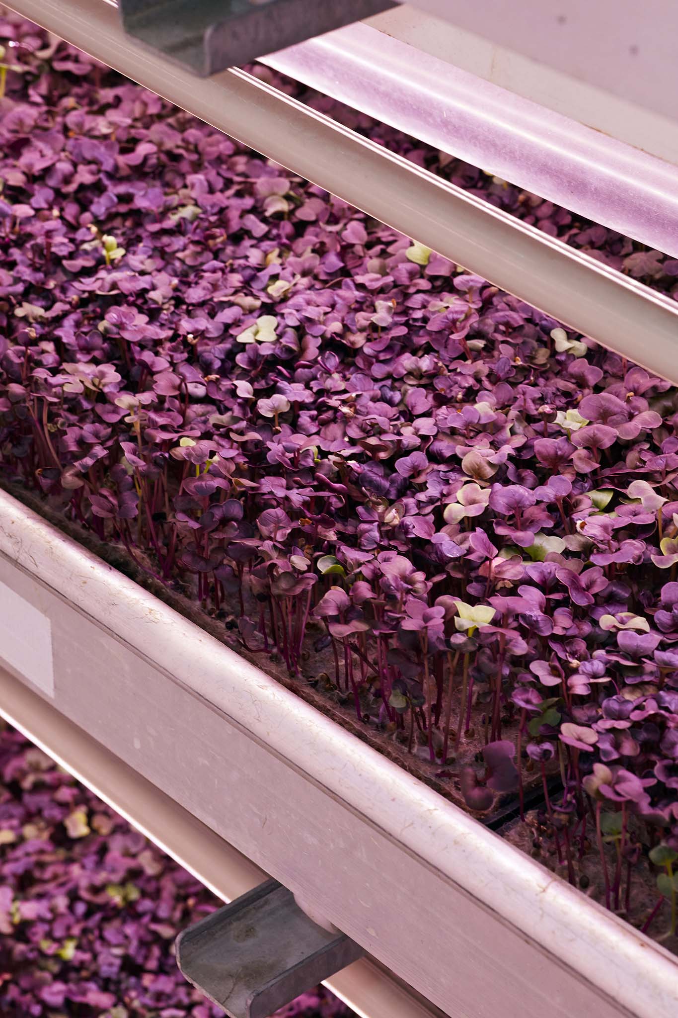 Growing Underground purple sprouting plants shoots on white tray