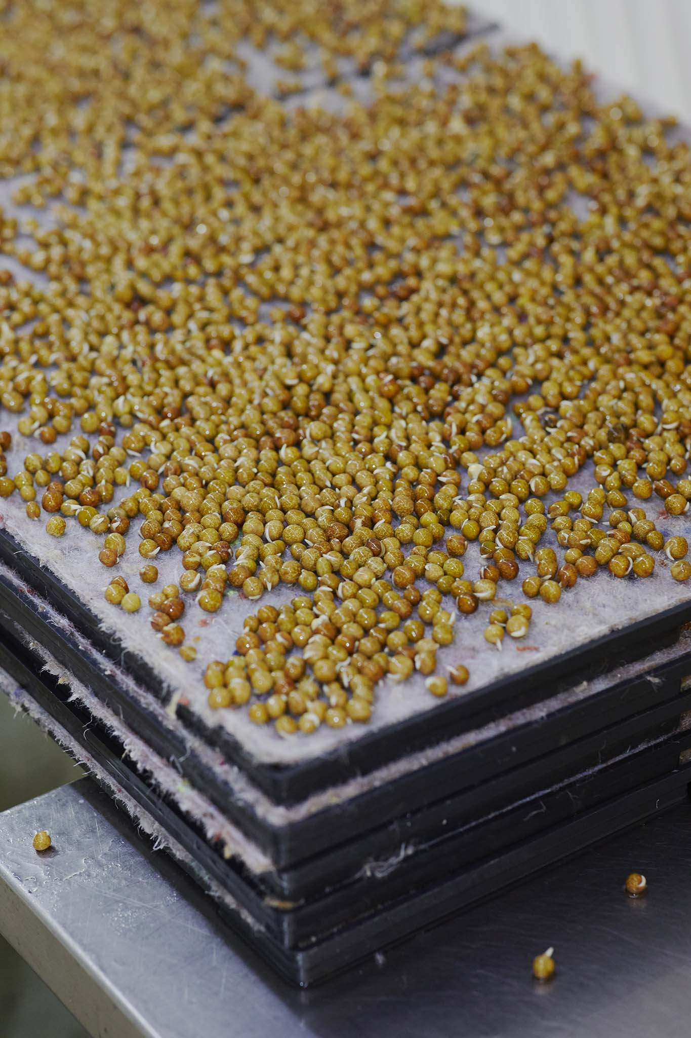 Growing Underground  yellow green seeds spread out on growing tray