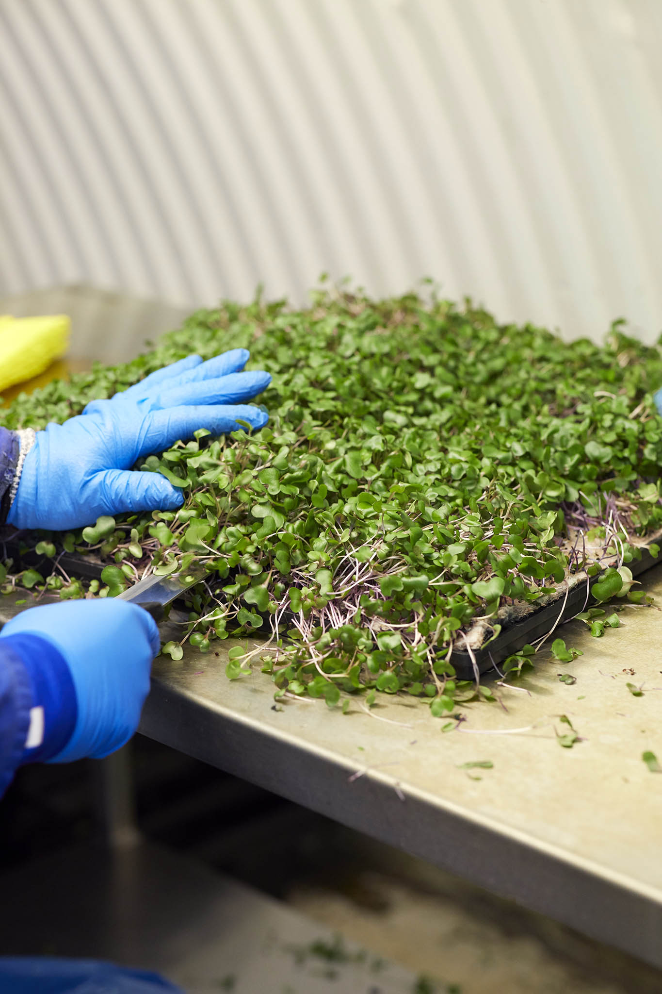 Growing Underground blue gloved hand cutting sections of green plants food on workbench 